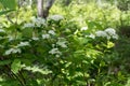 Bush flowering Spirea white lat. Spiraea alba grows in the forest Royalty Free Stock Photo