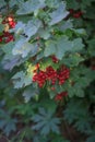Summer bush with mature berries of a red currant. Fresh redcurrant fruit in the garden. Royalty Free Stock Photo