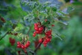 Summer bush with mature berries of a red currant. Fresh redcurrant fruit in the garden. Royalty Free Stock Photo