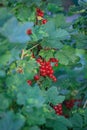 Summer bush with mature berries of a red currant. Fresh redcurrant fruit in the garden. Royalty Free Stock Photo