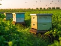 A Summer of Busy Bees in the Countryside