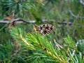 Summer buterfly in serenity and balance