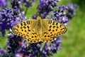 Summer. Butterfly on the flowers of lavender