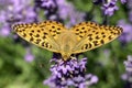 Summer. Butterfly on the flowers of lavender