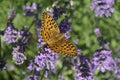 Summer. Butterfly on the flowers of lavender