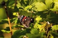 In the summer, the butterfly flew into the garden and sat on the berry