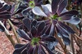 Aeonium schwarzkopf with purple/ black rosette of leaves