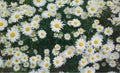 Summer camomile flowers background Royalty Free Stock Photo