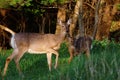 Dusky Whitetail Deer Doe And Fawn Royalty Free Stock Photo