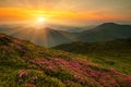 amazing summer mountains blooming, stunning summer dawn landscape, amazing blooming pink rhododendron flowers, amazing panoramic