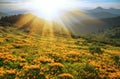 spectacular summer mountains  blooming,  stunning summer dawn landscape, amazing blooming  rhododendron flowers, amazing panoramic Royalty Free Stock Photo