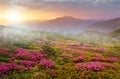 wonderful summer  blossom flowers, summer mountains scenery, stunning summer dawn landscape, amazing blooming pink rhododendron fl Royalty Free Stock Photo
