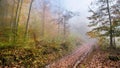 foggy nature scenery, road in autumn forest at morning sunlight, picturesque autumn view Royalty Free Stock Photo