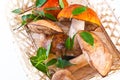 Summer Cep Mushrooms (Boletus reticulatus)