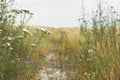 Summer cereal field with herbs and weeds growing along the path, yarrow plant in closeup