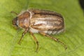 Summer chafer (Amphimallon solstitiale)