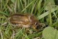 Summer Chafer Royalty Free Stock Photo