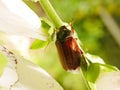 Summer Chafer Royalty Free Stock Photo