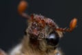 Summer chafer or European june beetle, Amphimallon solstitiale, head closeup