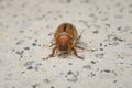 Summer chafer on stone ground. European june beetle. Amphimallon solstitiale.