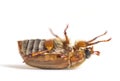 Summer Chafer Upside down, European june beetle, Amphimallon sol Royalty Free Stock Photo