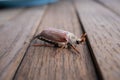 Summer Chafer Watching Close-up. Common Cockchafer - Melolontha Melolontha, Known As A May Bug Or Doodlebug. Royalty Free Stock Photo