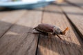 Summer Chafer Watching Close-up. Common Cockchafer - Melolontha Melolontha, Known As A May Bug Or Doodlebug. Royalty Free Stock Photo