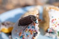 Summer Chafer Watching Close-up. Common Cockchafer - Melolontha Melolontha, Known As A May Bug Or Doodlebug. Royalty Free Stock Photo