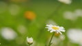 Summer chamomile field. Daisy flower on a sunny summer day. White daisies in a green field. Close up. Royalty Free Stock Photo