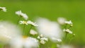 Summer chamomile field. Daisy flower on a sunny summer day. White daisies in a green field. Close up. Royalty Free Stock Photo