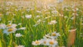 Summer chamomile field. Daisy flower on a sunny summer day. White daisies in a green field. Close up. Royalty Free Stock Photo