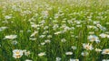 Summer chamomile field. Daisy flower on a sunny summer day. White daisies in a green field. Close up. Royalty Free Stock Photo