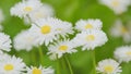 Summer chamomile field. Daisy flower on a sunny summer day. White daisies in a green field. Slow motion. Royalty Free Stock Photo