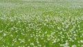 Summer chamomile field. Daisy flower on a sunny summer day. White daisies in a green field. Wide shot. Royalty Free Stock Photo