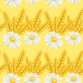 Summer chamomile field