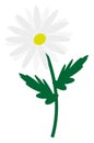 Summer chamomile flower, icon