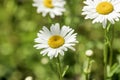 Summer chamomile flowers Royalty Free Stock Photo