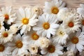 Summer chamomile flowers on white wooden background. Mockup, flat lay, copy space. Royalty Free Stock Photo