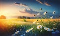 Summer chamomile meadow at sunset. Rustic landscape