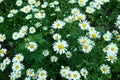 Summer chamomiles field of camomile flower Royalty Free Stock Photo