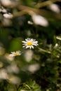 Summer chamomiles through the foliage of trees Royalty Free Stock Photo