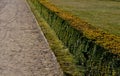 Summer chateau parterre with boxwood hedges honestly trimmed around which the path leads a path of beige compacted gravel. Boxwood