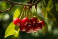 Summer cherry brunch hanging on tree. Generate ai