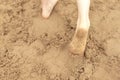 In summer, the child plays on the beach, runs barefoot on the sand. Sea tour. Children`s feet in the sand. Royalty Free Stock Photo