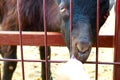 In the summer, children feed the goat in the zoo through the bars Royalty Free Stock Photo