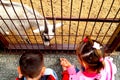 In the summer, children feed the goat in the zoo through the bars Royalty Free Stock Photo