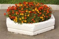 Flower bed with marigold Royalty Free Stock Photo
