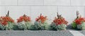 Summer city installation- pots with white and red flowers stand Royalty Free Stock Photo