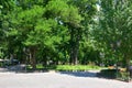 Summer city park at midday, bright sunny day, trees with shadows and green grass Royalty Free Stock Photo