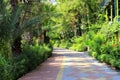 Summer city street, resort town, a beautiful bike path in the park among exotic palms and trees. Summer, spring vacation, Turkey,